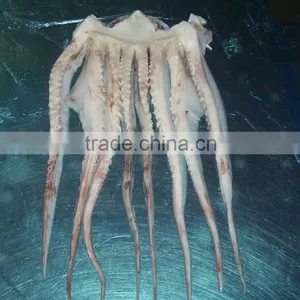 Frozen Giant Squid Tentacle thumbnail-2