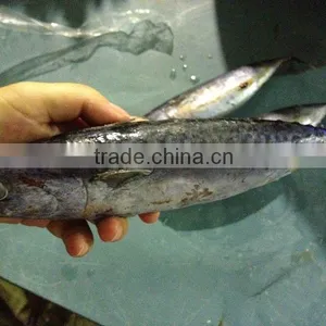 Hot Sell Frozen Fresh Bonito Fish 200-300g thumbnail-1