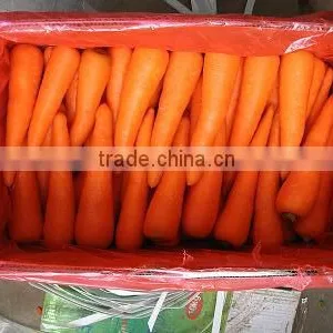 2016 New Crop Fresh Carrot thumbnail-1