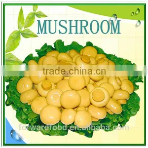 New Crop Mushroom Canned in Whole or Pieces thumbnail-2
