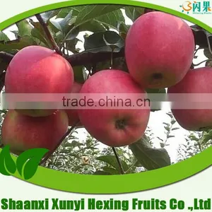 Red Apple Fresh Fruit China Good Quality Competitive Advantage thumbnail-1