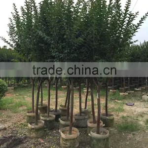 Small Leave Lagerstroemia Indica thumbnail-3