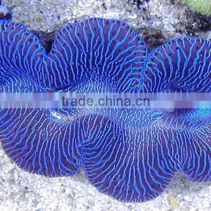 Tridacna Maxima Blue thumbnail-1