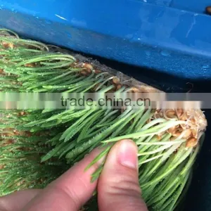 1000-100000KG/DAY Automatic Heating and Watering Hydroponic Fodder Production Line thumbnail-4