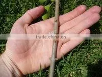 Grafting Machine With Three Blades thumbnail-3
