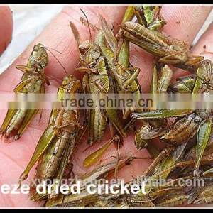 China Member Supply Organic Food Dried Locusts thumbnail-2