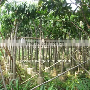 Lagerstroemia Speciosa Tropical Tree Dia 6-20cm,high 3-4m thumbnail-3