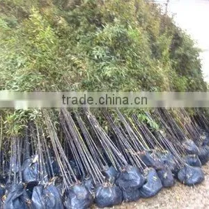 Phyllostachys Nigra Black Bamboo thumbnail-1