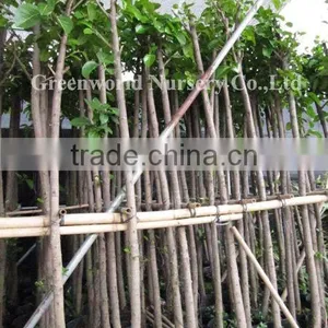 Ficus Altissima D5cm Potted thumbnail-1