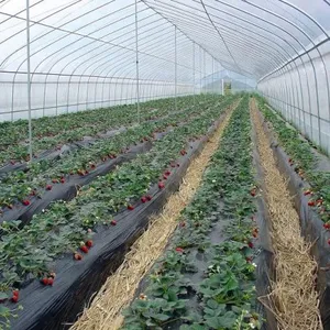 200micron Anti-UV Plastic Film Greenhouse for Agriculture thumbnail-1