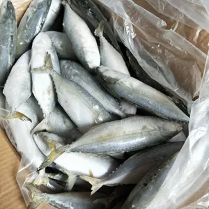 Frozen Indian Mackerel thumbnail-1