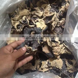White Back Black Fungus With Lower Price thumbnail-3