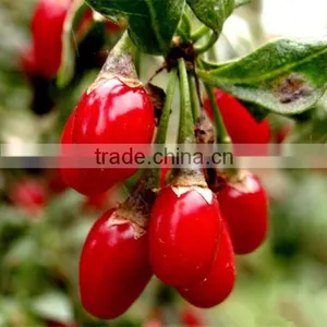 Chinese Herbal Oil 100 Pure and Natural Gouqi Oil thumbnail-1