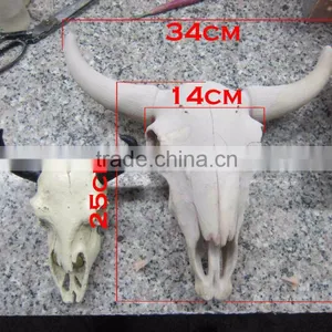 Human and Animal Resin Skull,Customized Skull thumbnail-3