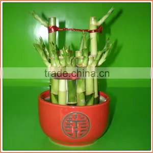 Bucket Shape Lucky Bamboo Bonsai Dracaena Sanderiana Indoor Ornamental Aquatic Feng Shui Plants Nursery Garden Decoration thumbnail-1