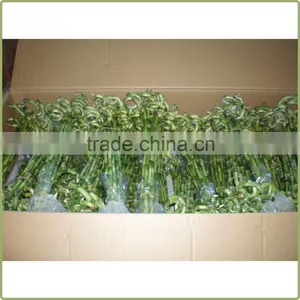 60cm Spiral Lucky Bamboo Air Bonsai Tree Dracaena Sanderiana Indoor Ornamental Water Aquatic Plants Garden Decoration thumbnail-2