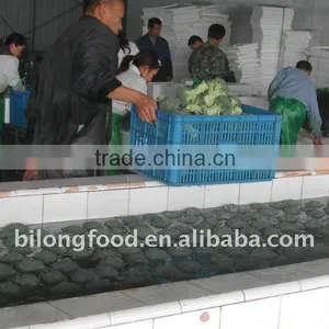 Chinese Fresh Broccoli (11-13cm ) From New Farm thumbnail-3