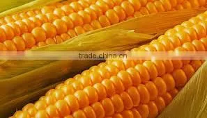 Fresh Dry Yellow Maize thumbnail-1