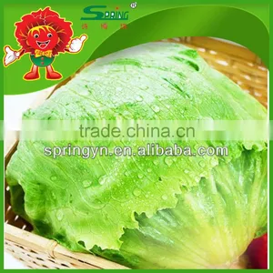 Organic Round Shape Iceberg Lettuce Iceberg Lettuce thumbnail-1
