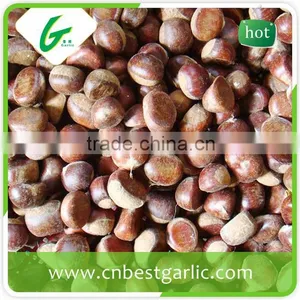 Horse Fresh Chestnut Oil thumbnail-6