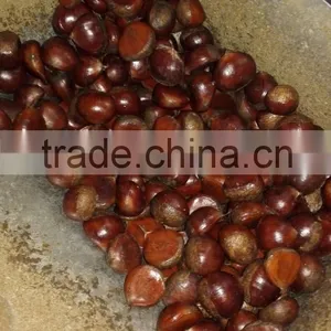 Fresh Chinese Chestnut thumbnail-3
