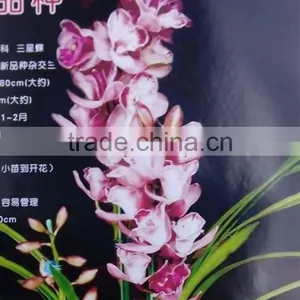 Cymbidium Hybridum Faberi(Peach Beauty) thumbnail-2
