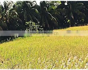 MANUFACTURER OF VETIVER HAITI OIL thumbnail-3