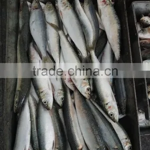 High-class New Fish Sardine Fish Frozen Sardine for Canning on Sale thumbnail-3
