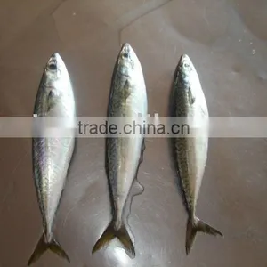 Frozen Pacificus Mackerel thumbnail-3