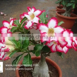 Adenium Obesum ( Desert Rose) thumbnail-6