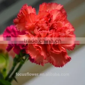 Unique Fresh Cut Flowers Colombia Carnations Wholesale for Parties thumbnail-6