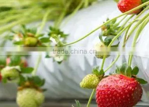Coco Coir Peat Grow Bags thumbnail-1