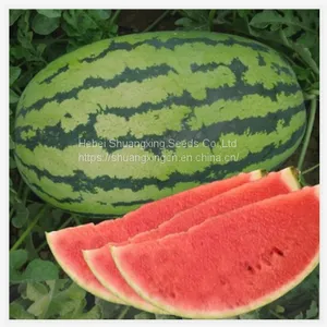 Emperor Chinese High Quality Hybrid Watermelon Seeds for Growing thumbnail-1