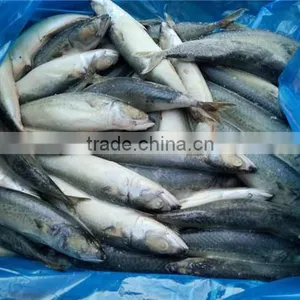 Pacific Mackerel New Coming Seafood thumbnail-5