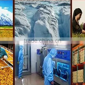 Hot Selling Detox Tea China Dry Flower Buds Increase Immunity and Anti Cancer Herbal Tea Kun Lun Xue ju Chrysanthemum Tea thumbnail-6