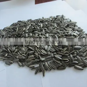 Large Sunflower Seed thumbnail-1