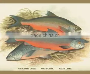 Windermere Cole's and Gray's Charr. 12x18 Giclee on Canvas thumbnail-1