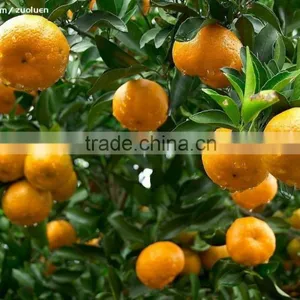 Companies Imported Fruit Orange Fruit Price thumbnail-2