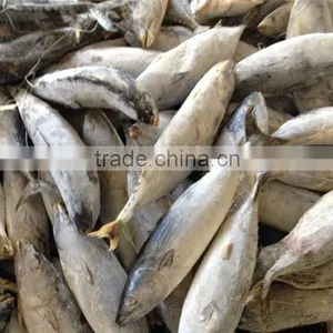 Frozen Bonito SKIP Fish Whole Round on Sale thumbnail-1