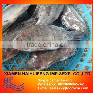 Tilapia W/R - Gutted & Scaled From China. Website:cameliawang thumbnail-1