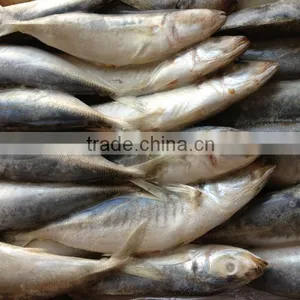 Low Price Frozen Trachurus Trachurus thumbnail-1