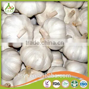 Fresh Style White Garlic From Cold Storage thumbnail-2