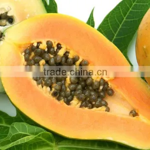 Sale High Germination Chaenomeles Sinensis Seeds Papaya Seeds Fruit Tree Seeds for Planting thumbnail-3