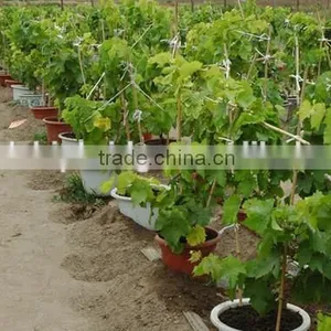 Easy Survival Putao Shu:The Grape Seedling thumbnail-1
