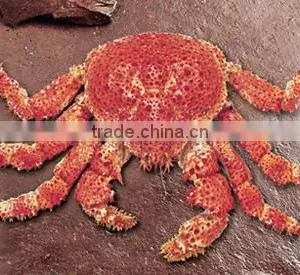 Snow Crab thumbnail-1