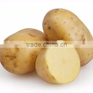 Vietnam Origin Potato 2016 New Crop With Wholesale thumbnail-1