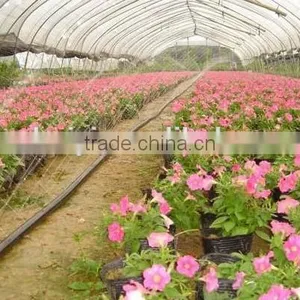 Greenhouse Mist Irrigation System for Flower thumbnail-1