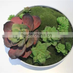 Brand Name Plastic Small Multicapacity Process Artificial Round Plate Bonsai Decor thumbnail-1