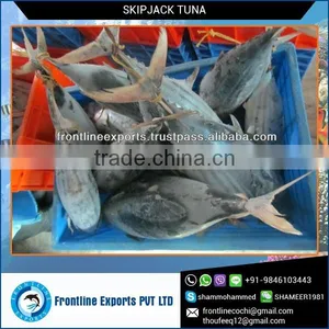 Frozen and Canned Fresh Tuna Fish From Reliable Supplier thumbnail-2