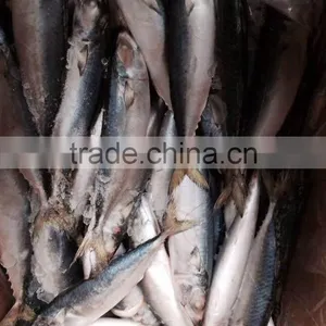 Frozen Mackerel Prices thumbnail-2